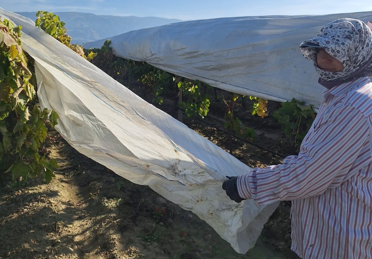 Sarıg&ouml;l&rsquo;deki bağlarda &ouml;rt&uuml; toplama mesaisi başladı

