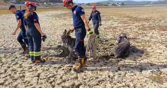 Çamura saplanan eşeği itfaiye ekipleri kurtardı
