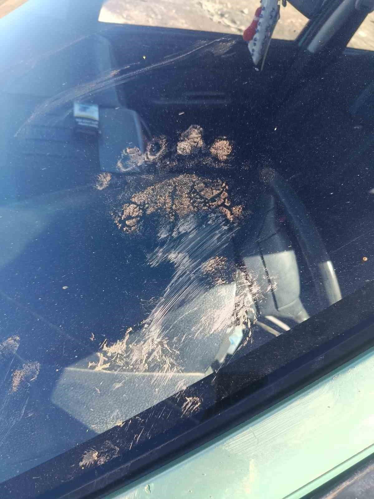 Gümüşhane’de ayı park halindeki araca saldırdı