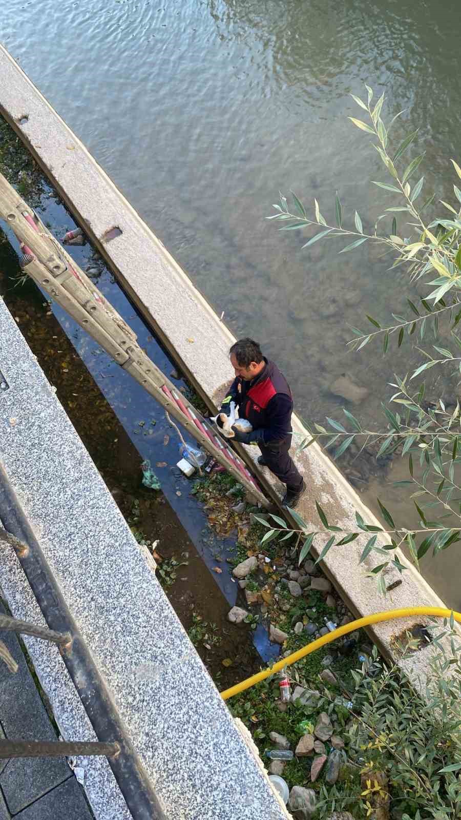 Gümüşhane’de çaya düşen yavru kediyi itfaiye ekipleri kurtardı