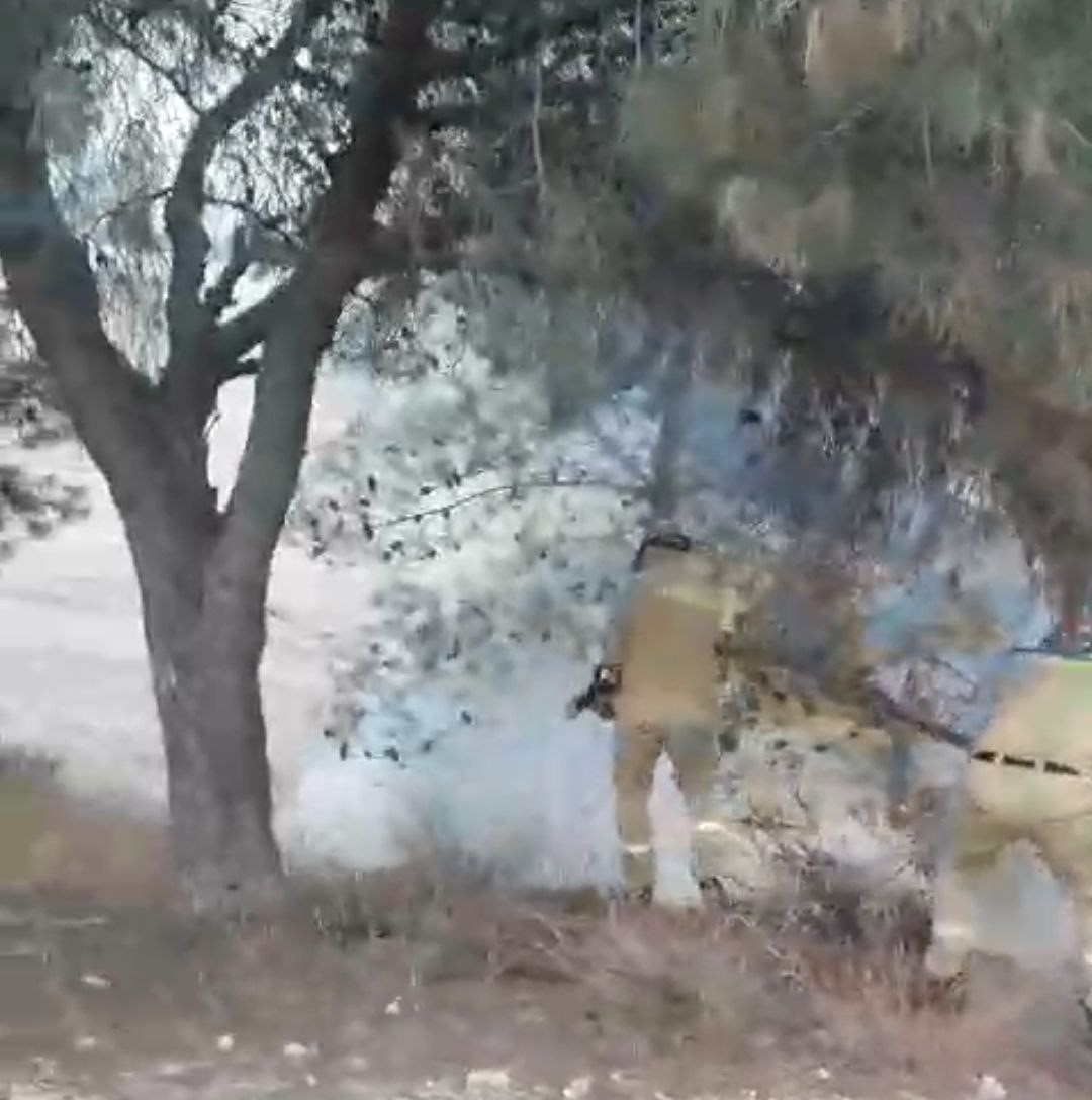 Adana’da bir çocuğun çıkardığı öne sürülen yangında 100 zeytin ağacı yandı