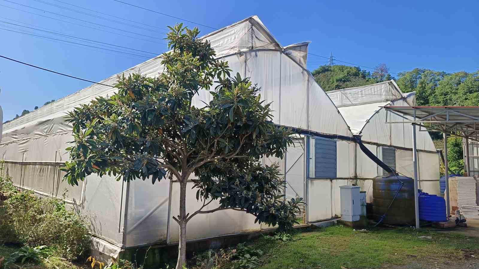 Karadeniz’de muz ve mango yetişiyor