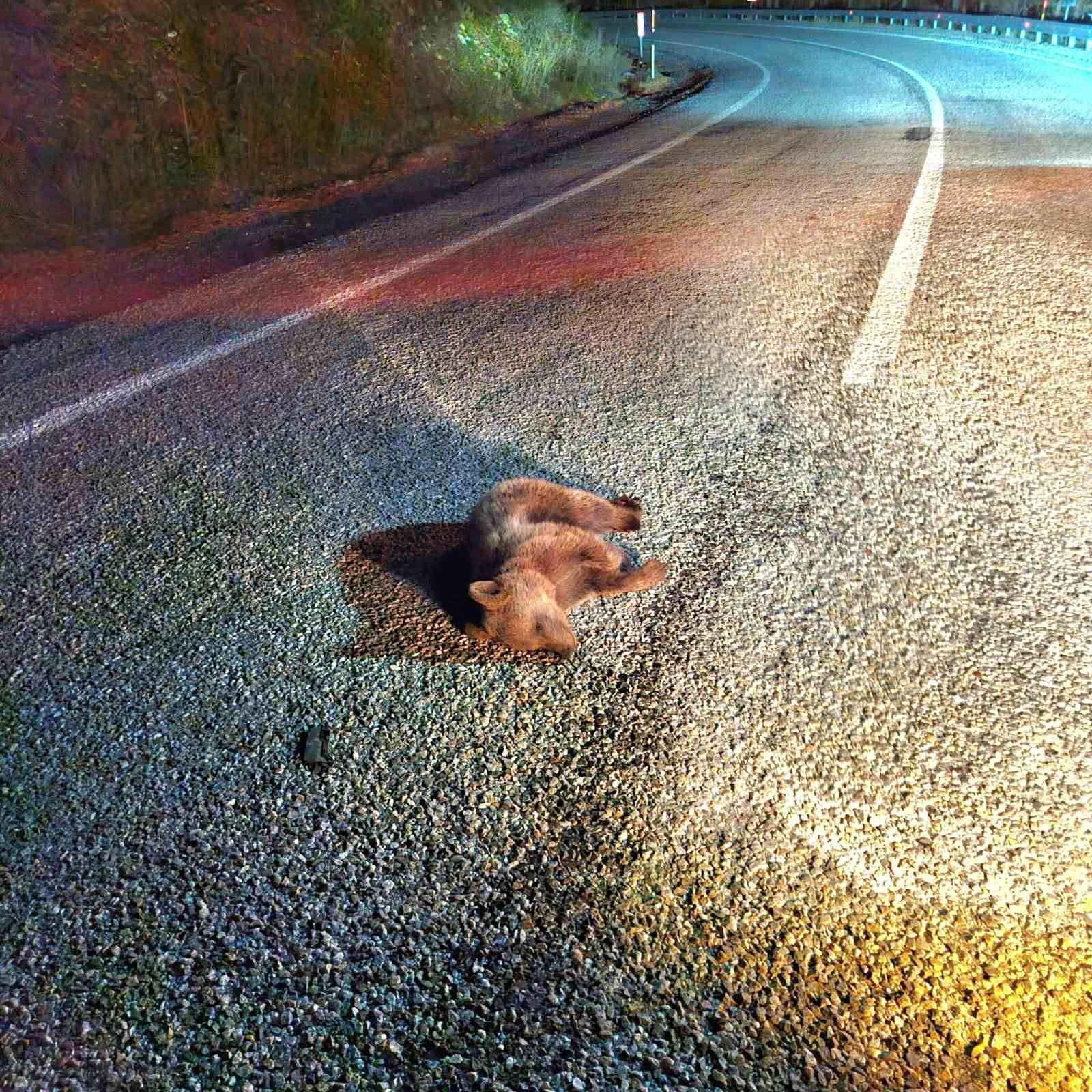 Kütahya’da yavru ayı kara yolunda telef oldu