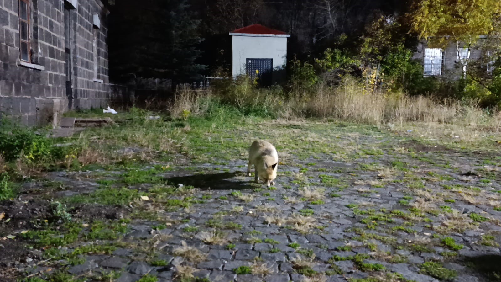 Tilkiyi bisküvi ile besledi, o anları kayda aldı