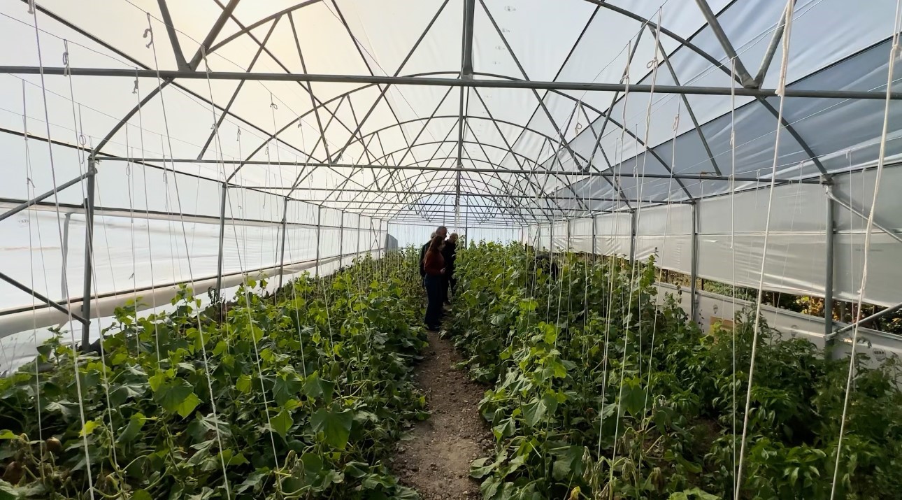 "Köye Dönüş" projesi çerçevesinde kurulan seralar sayesinde, boşaltılan köyler yeniden hayat buldu