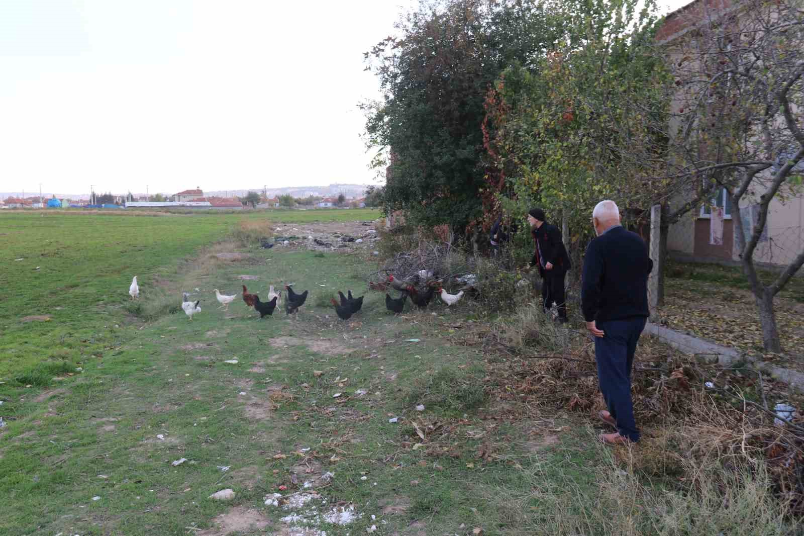 11 tavuğu köpeklerce telef edilen mahalleli hayvanlarını korumak için çobanlık yapıyor