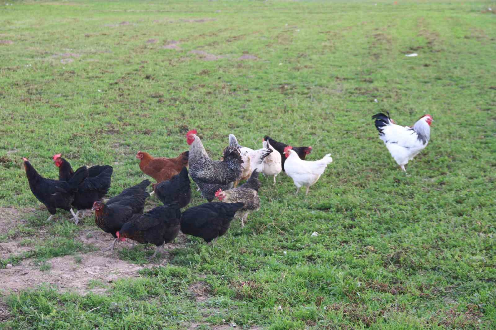 11 tavuğu k&ouml;peklerce telef edilen mahalleli hayvanlarını korumak i&ccedil;in &ccedil;obanlık yapıyor
