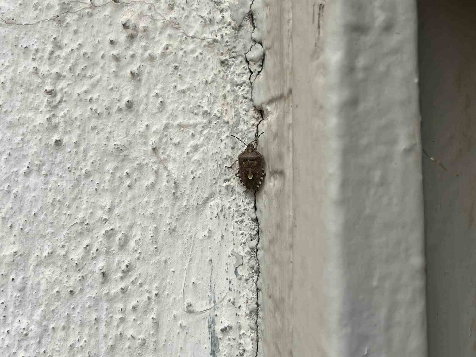 Bayburt’ta kokarca böceği görüldü