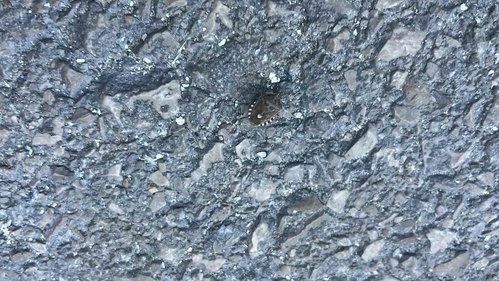 Bayburt&rsquo;ta kokarca b&ouml;ceği g&ouml;r&uuml;ld&uuml;
