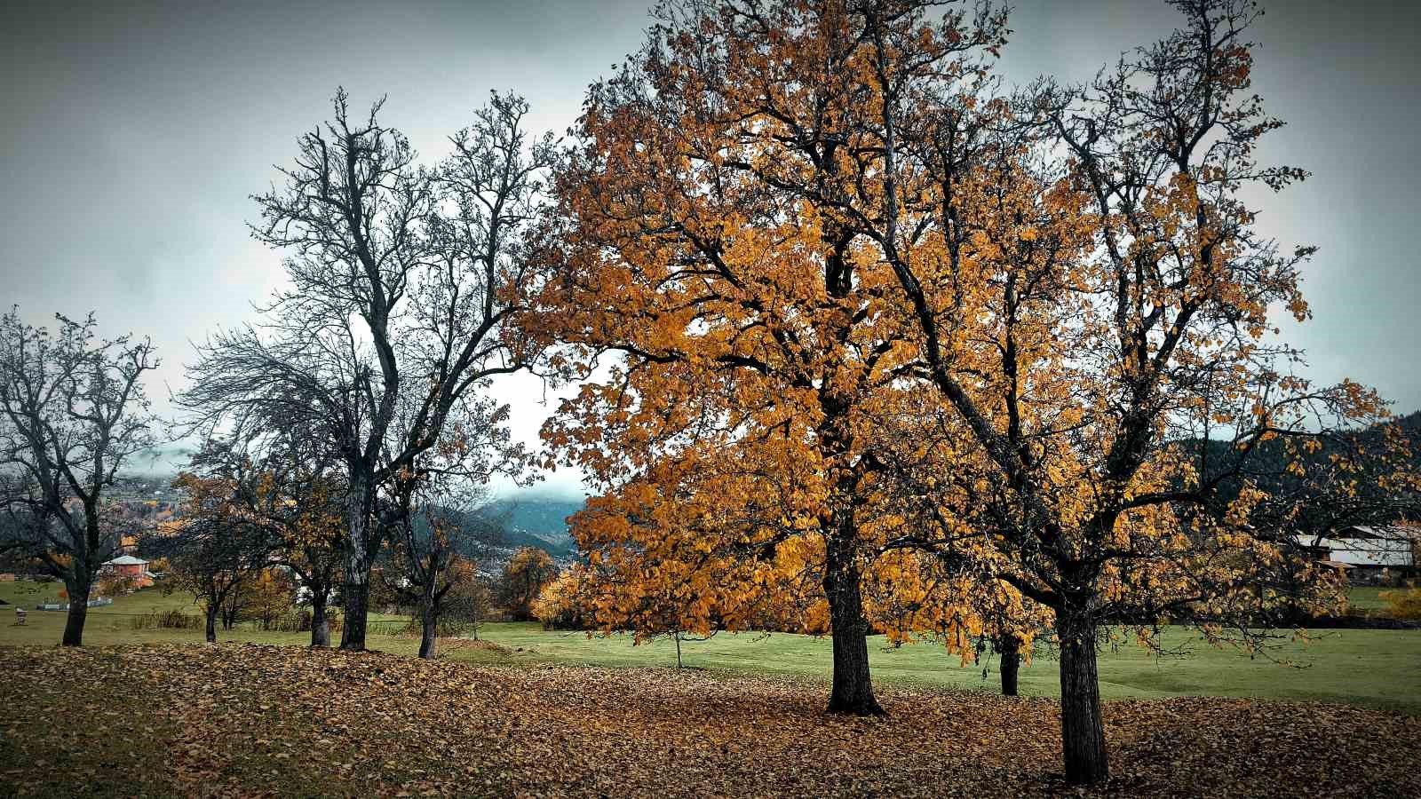 Şavşat’tan kartpostallık manzaralar
