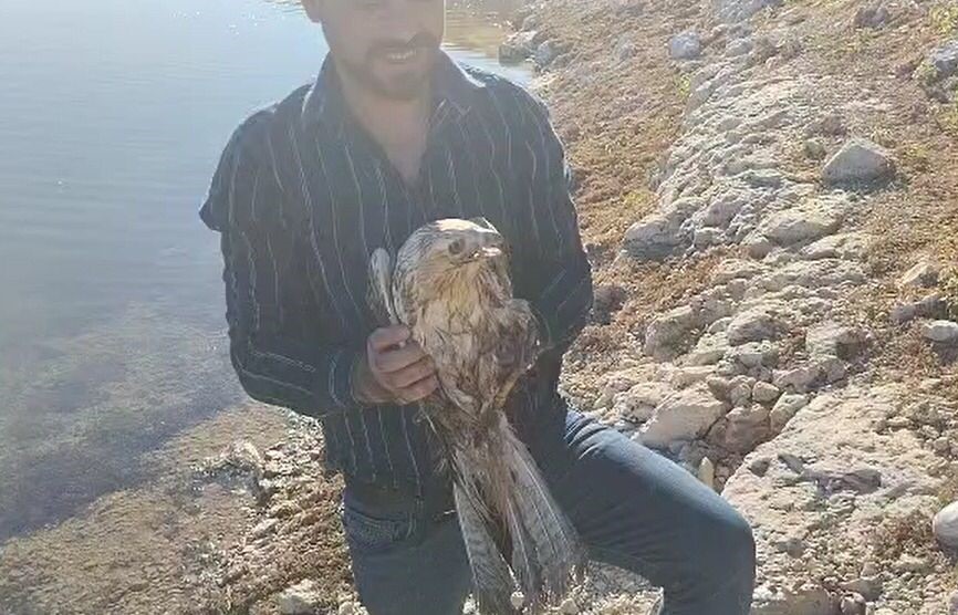 Şanlıurfa&rsquo;da yaralı halde bulunan kızıl şahin jandarmaya teslim edildi
