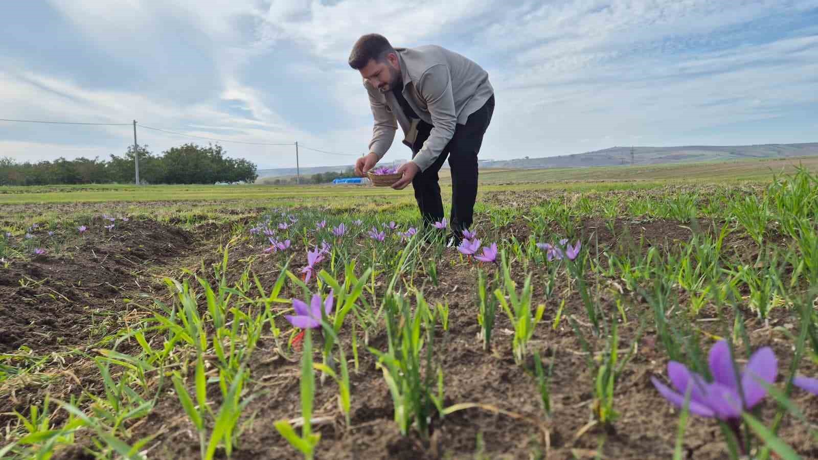 Bu baharatın kilosu 600 bin TL: Topraktan servet fışkırıyor