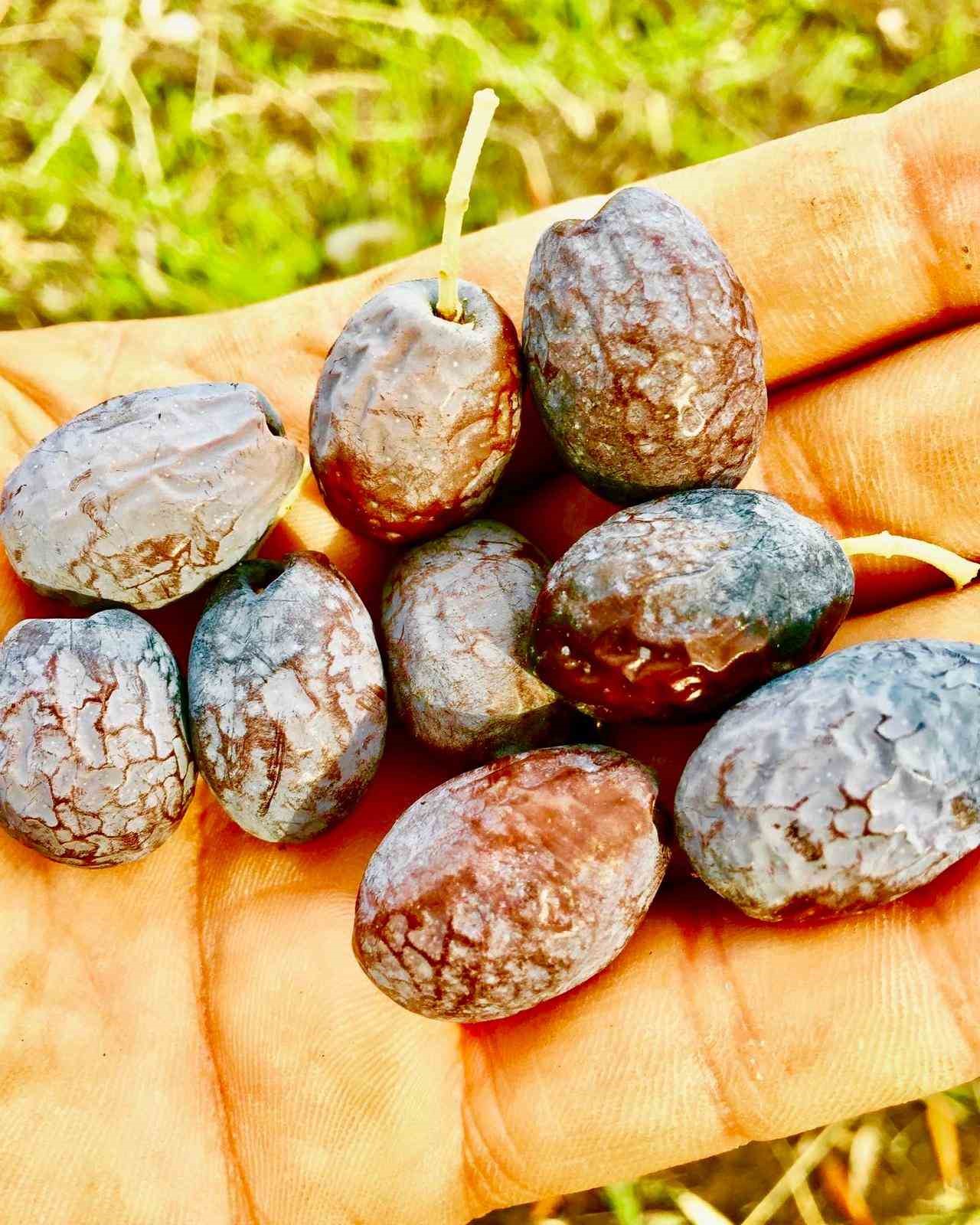 Zeytinin en doğal hali: Karaburun Furma Zeytini hasadı başladı
