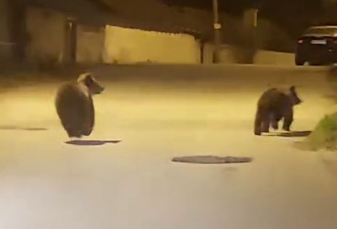 Yolda koşan ayılar kamerada