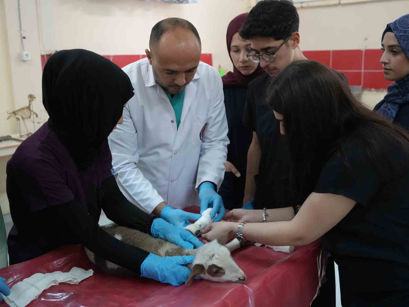 Küçükbaş hayvancılığa akademik dokunuş: 13 koyun 24 süt kuzusu doğurdu 3 Küçükbaş hayvancılığa akademik dokunuş: 13 koyun 24 süt kuzusu doğurdu