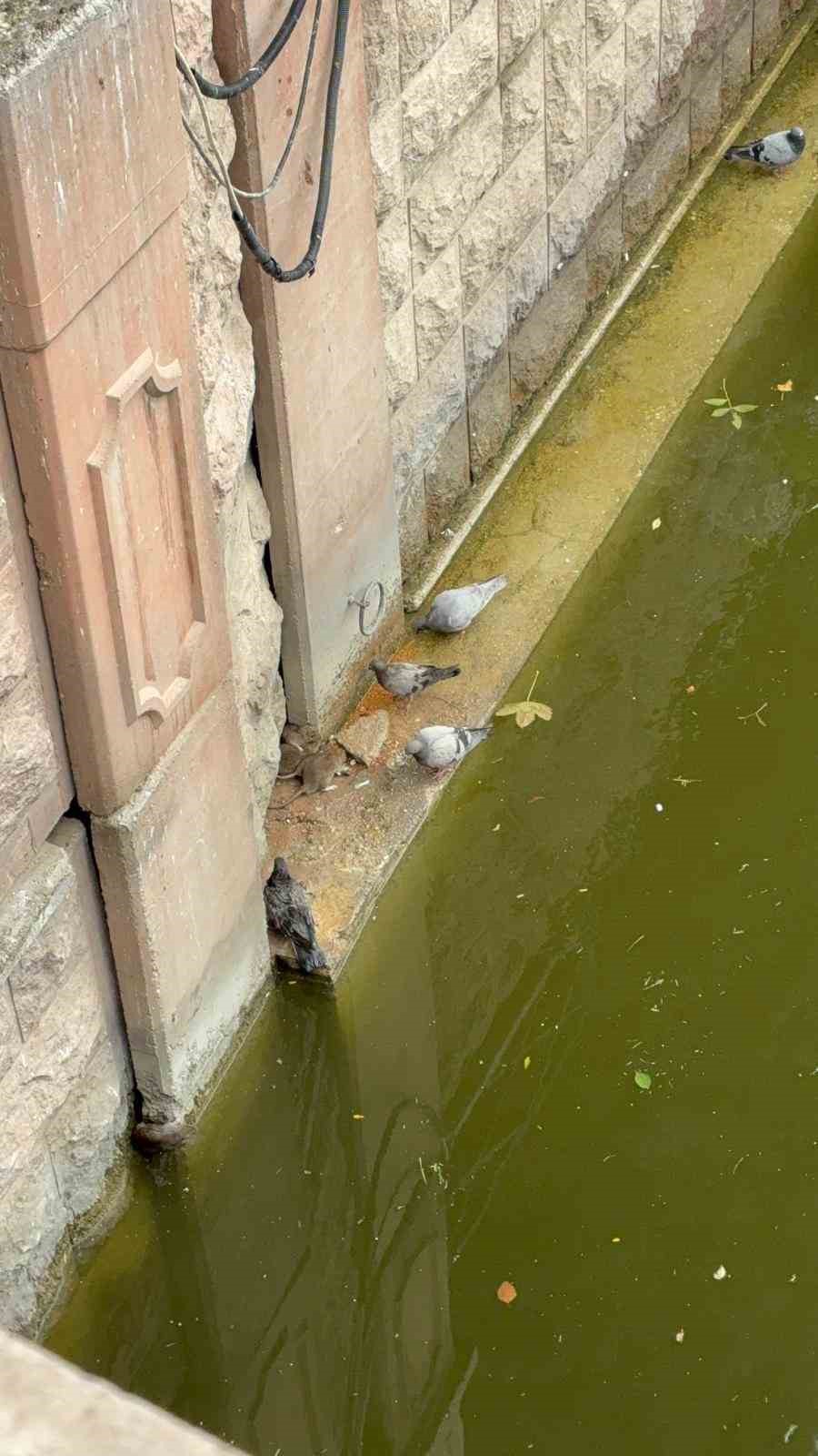 G&uuml;vercinler ve fareler yemeklerini paylaştı
