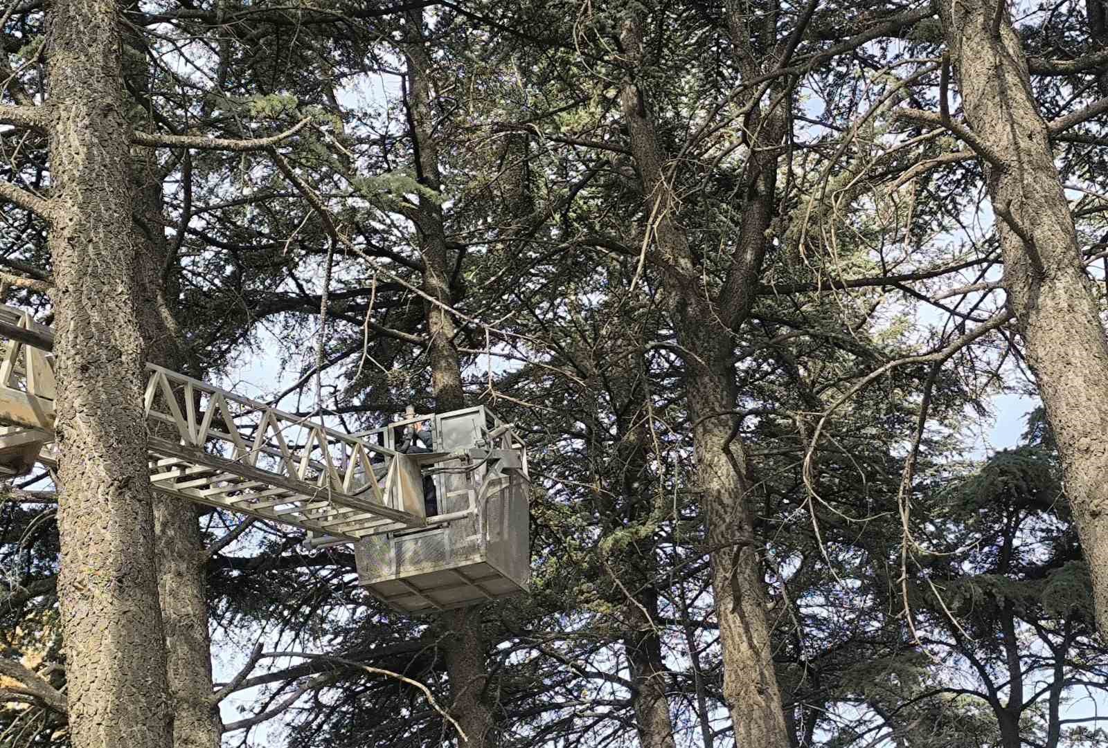 İtfaiyeden su fışkırtma tekniğiyle kedi kurtarma operasyonu
