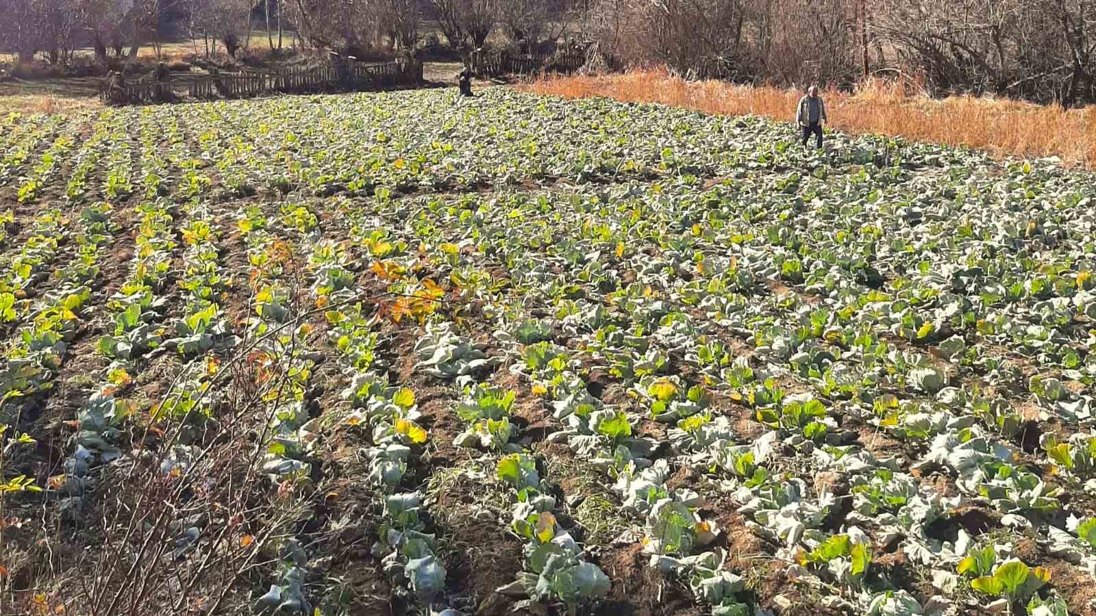 Alucra’da lahana hırsızlığı alarmı
