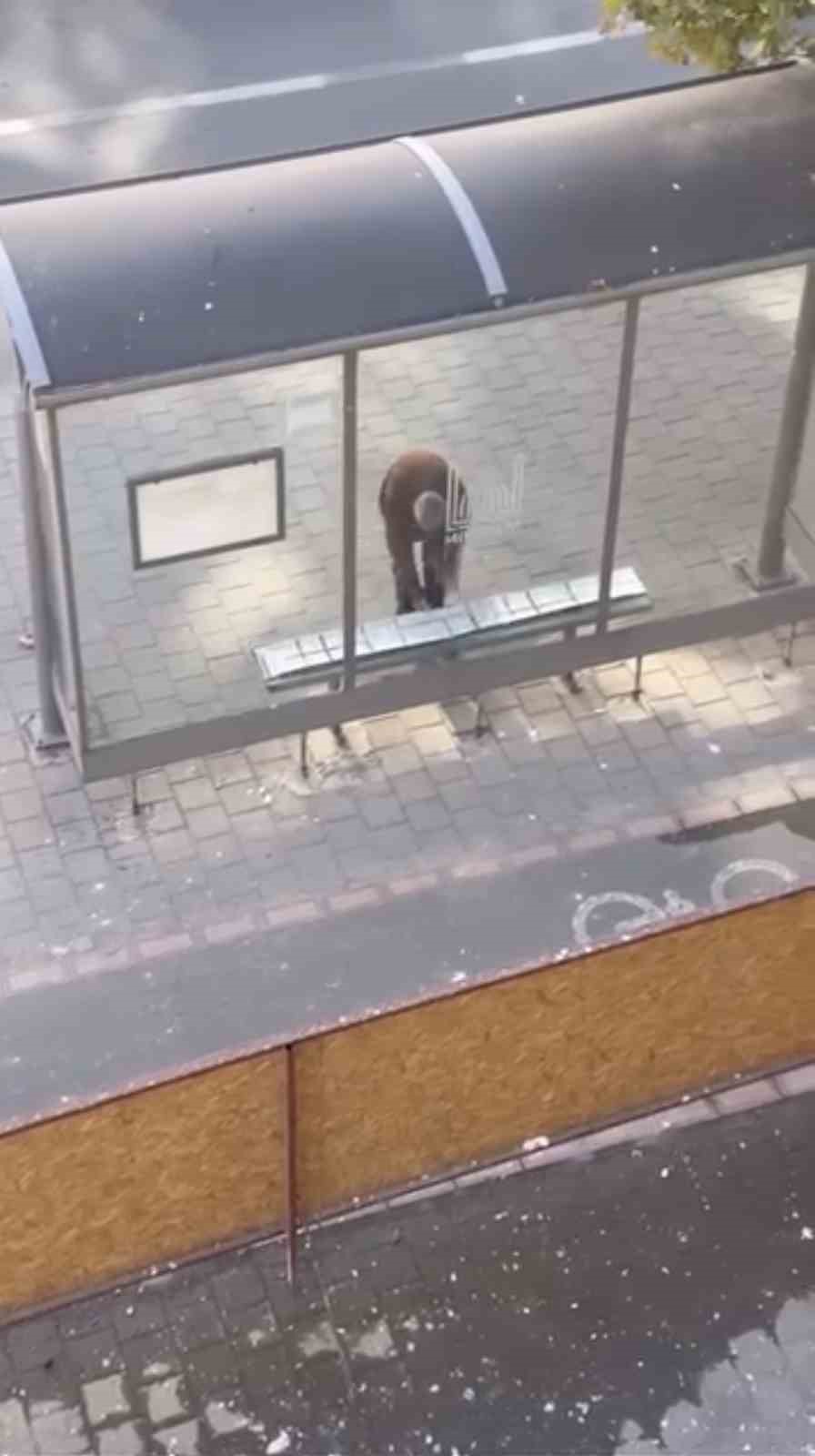 Mardin&rsquo;de duyarlı vatandaş, yolcular &uuml;ş&uuml;mesin diye durağın oturma yerlerini halıyla kapladı
