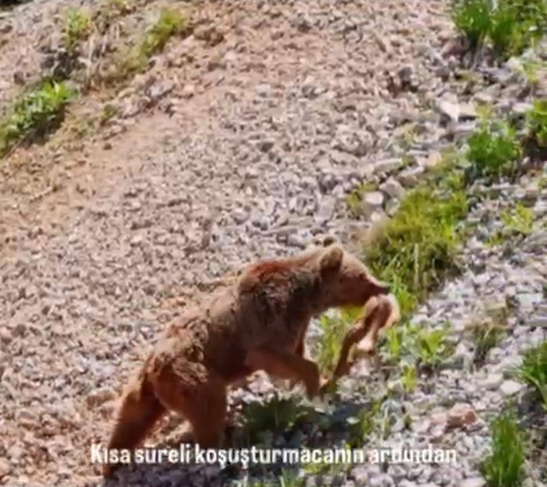 Tunceli’de ayının avı dron ile görüntülendi