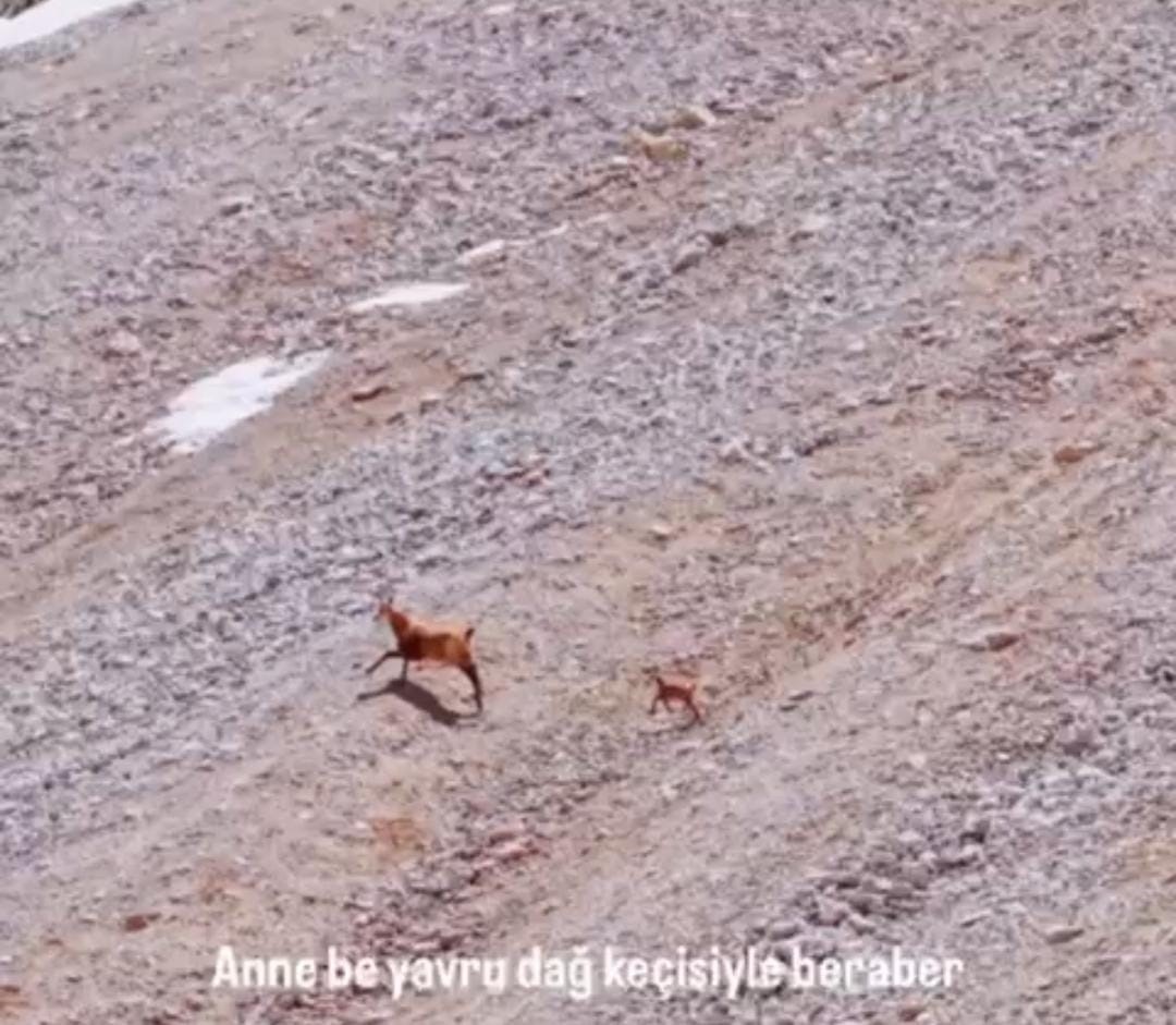 Tunceli’de ayının avı dron ile görüntülendi