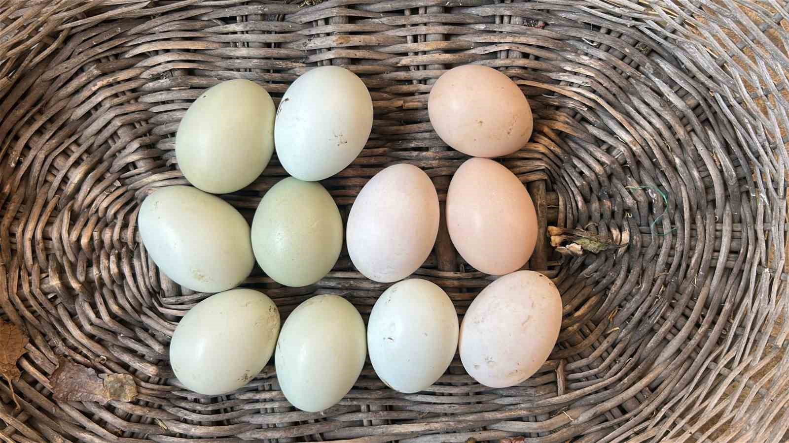 Kümesindeki 100 tavuk içerisinde mavi yumurtlayan 2 tavuğuna 10 yıldır gözü gibi bakıyor