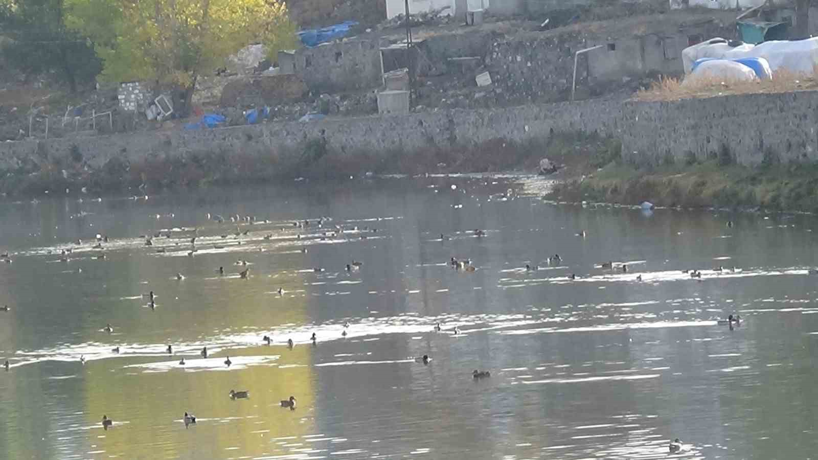 Kars Çayı, yeşilbaş ördeklere ev sahipliği yapıyor