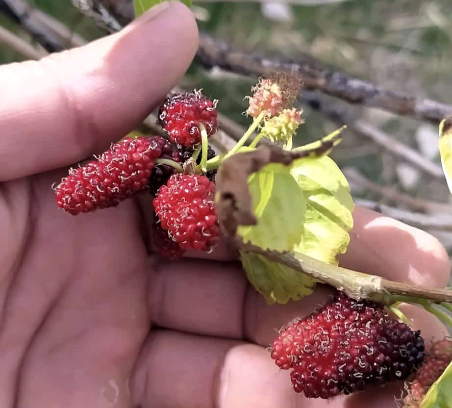 Tunceli&rsquo;de dut ağacı mevsimi şaşırdı, ikinci kez meyve verdi
