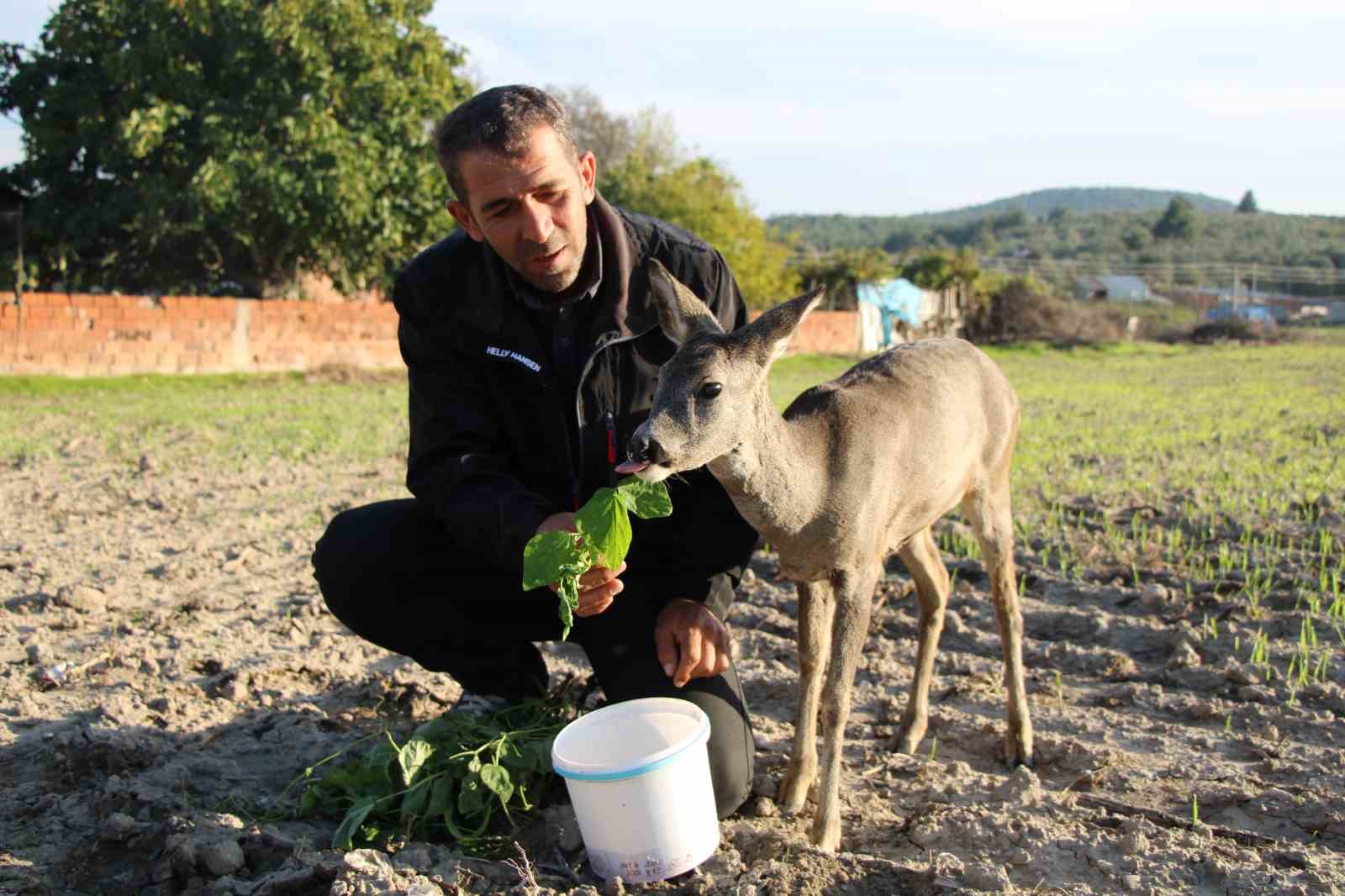 Çanakkale’de yangından kaçan karaca köyün maskotu oldu