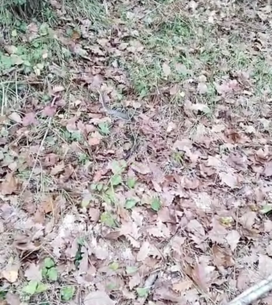 Mantar toplarken yılana bastı