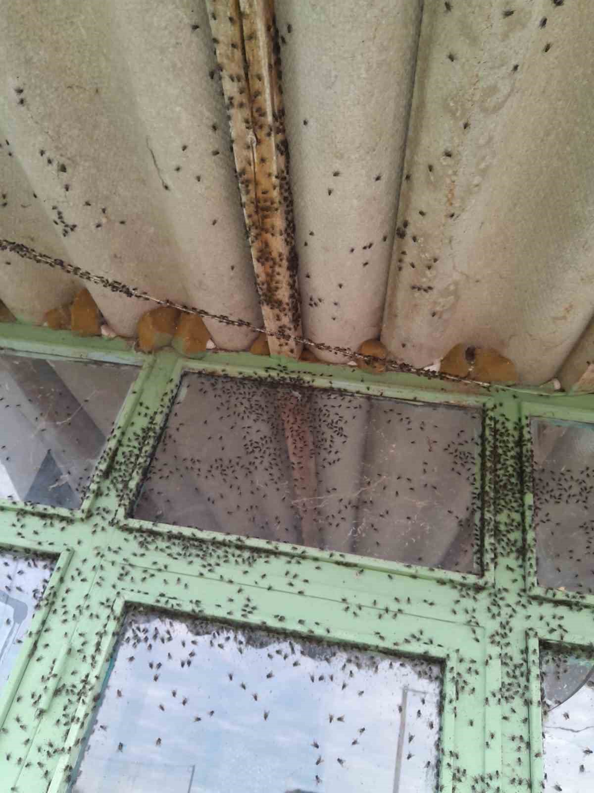 G&ouml;nen&rsquo;de kara sinek istilası;
