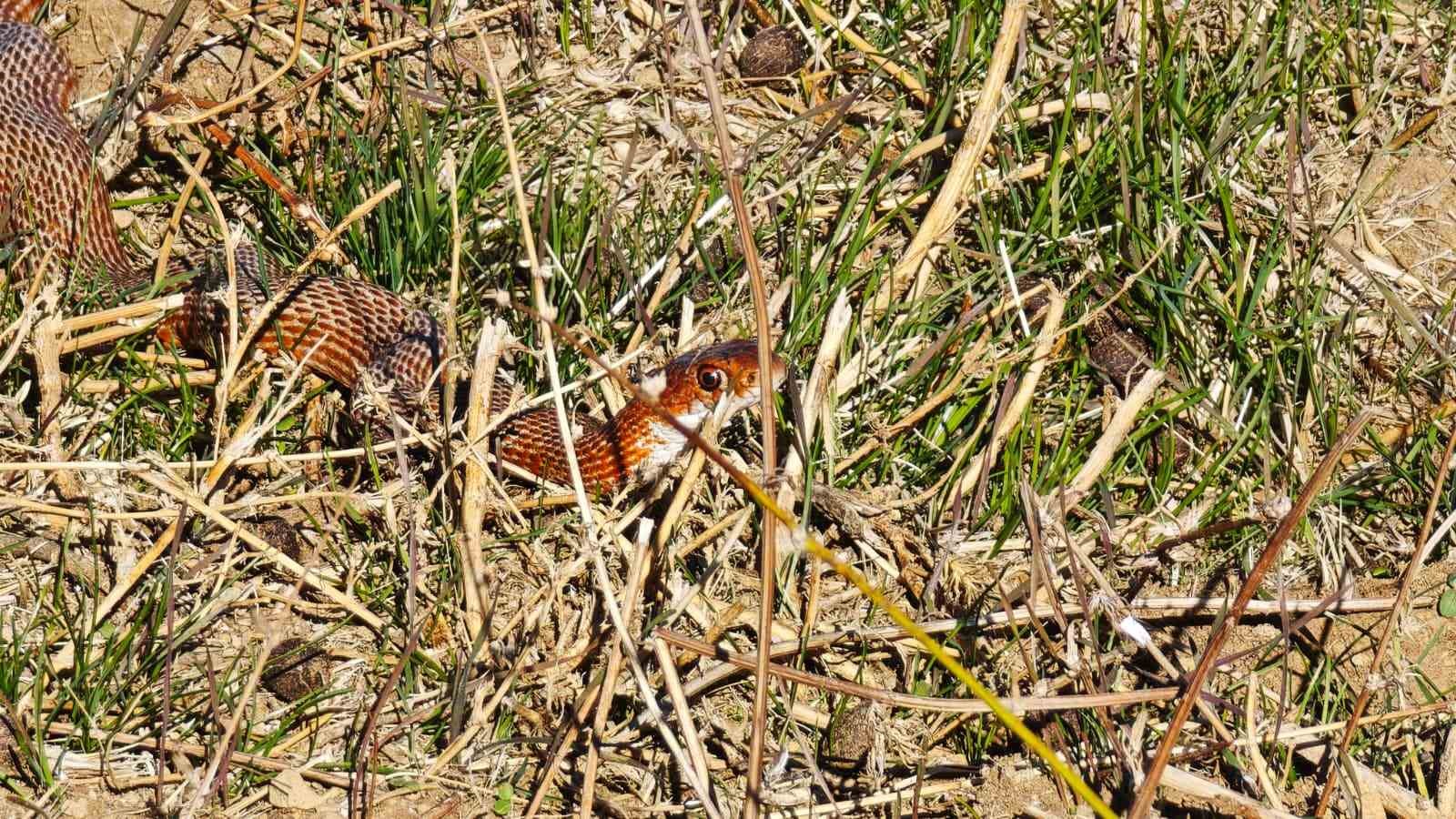 Tatvan’da nadir görülen kırmızı yılan görüntülendi