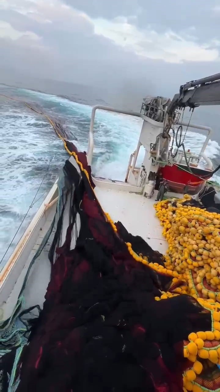 Marmara&rsquo;da bereketli av: Bin kasa hamsi, bin kasa sardalya avlandı
