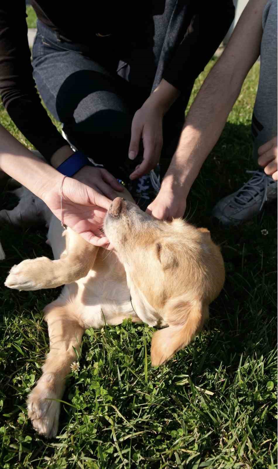 Sokaktan sıcacık yuvaya: ‘Pati İzi’nde 500 can dost yeni hayatına kavuştu
