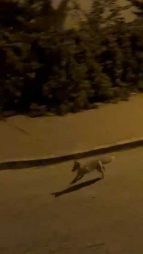 Şanlıurfa’da aç tilki kent merkezine indi