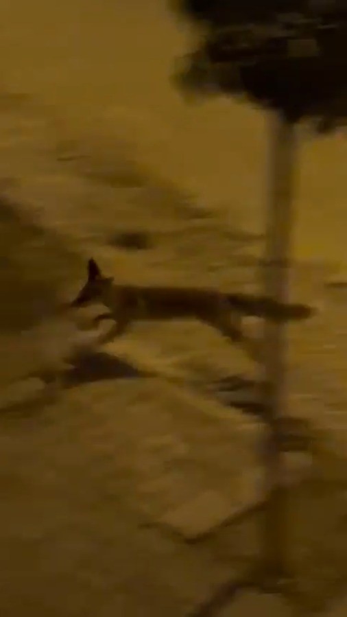 Şanlıurfa&rsquo;da a&ccedil; tilki kent merkezine indi
