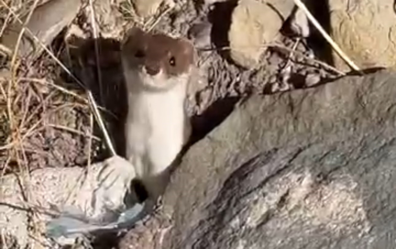 Beyaz gelincik şehir merkezinde görüntülendi