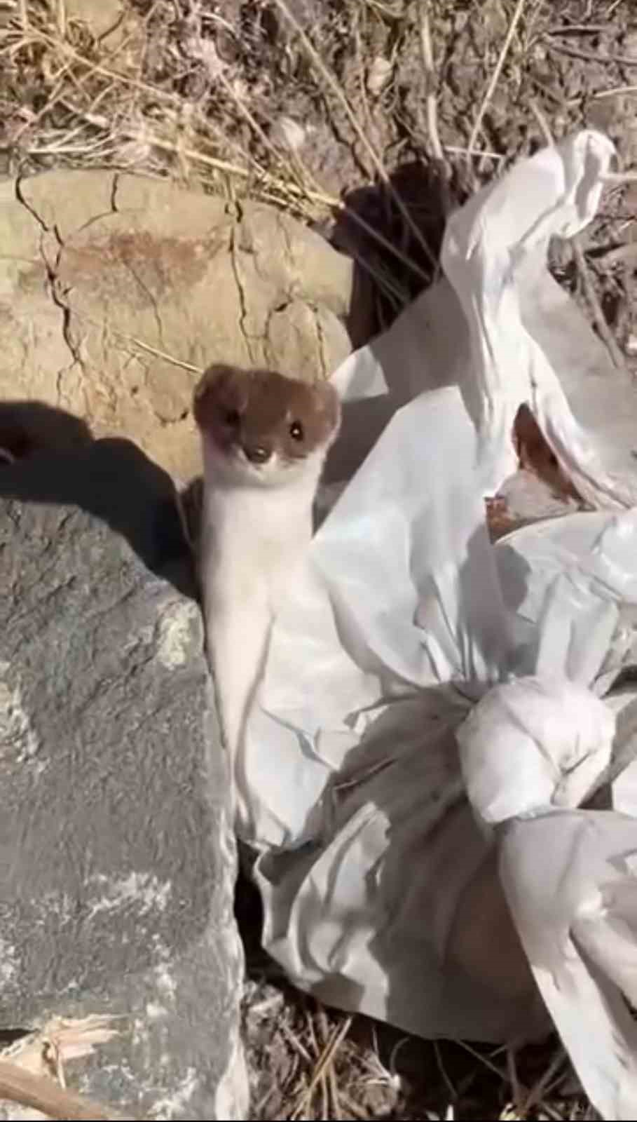 Beyaz gelincik şehir merkezinde g&ouml;r&uuml;nt&uuml;lendi
