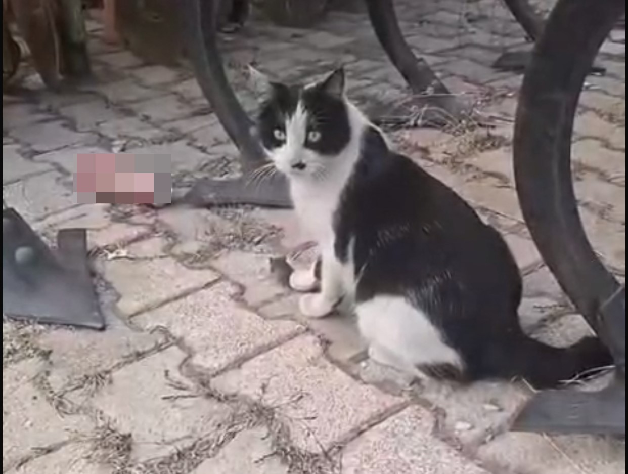 Elazığ’da yakaladığı fareyle oynayan kedi kamerada