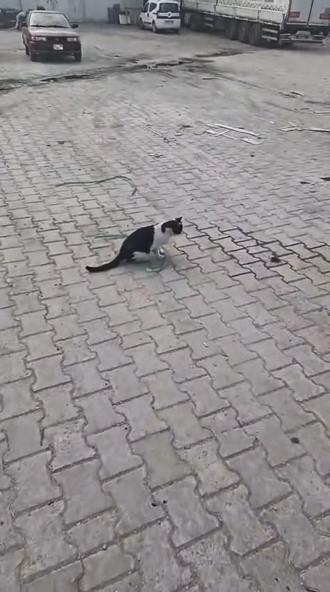 Elazığ’da yakaladığı fareyle oynayan kedi kamerada
