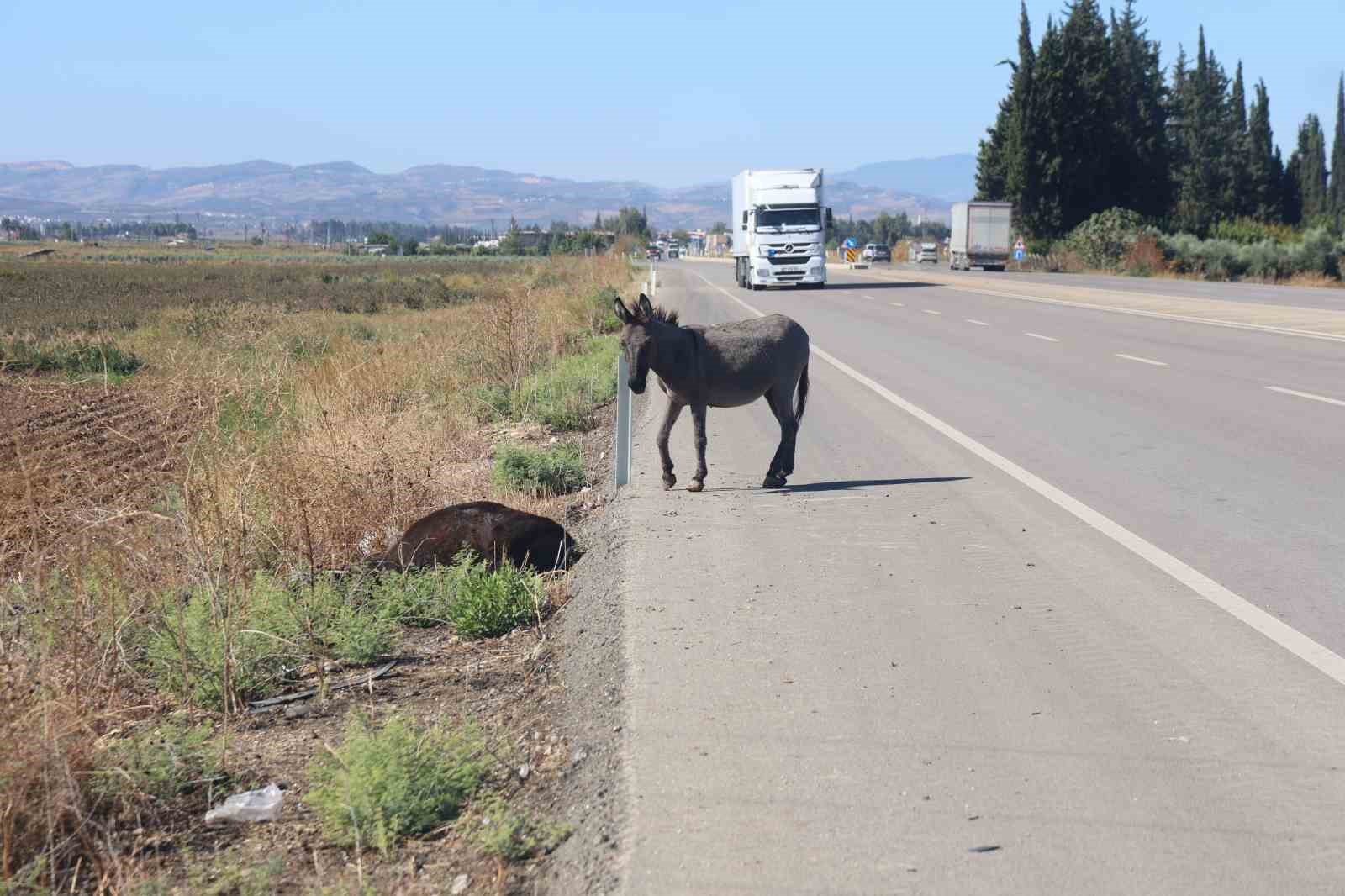Telef olan eşeğin sıpası, ölü annesinin başında saatlerce bekledi