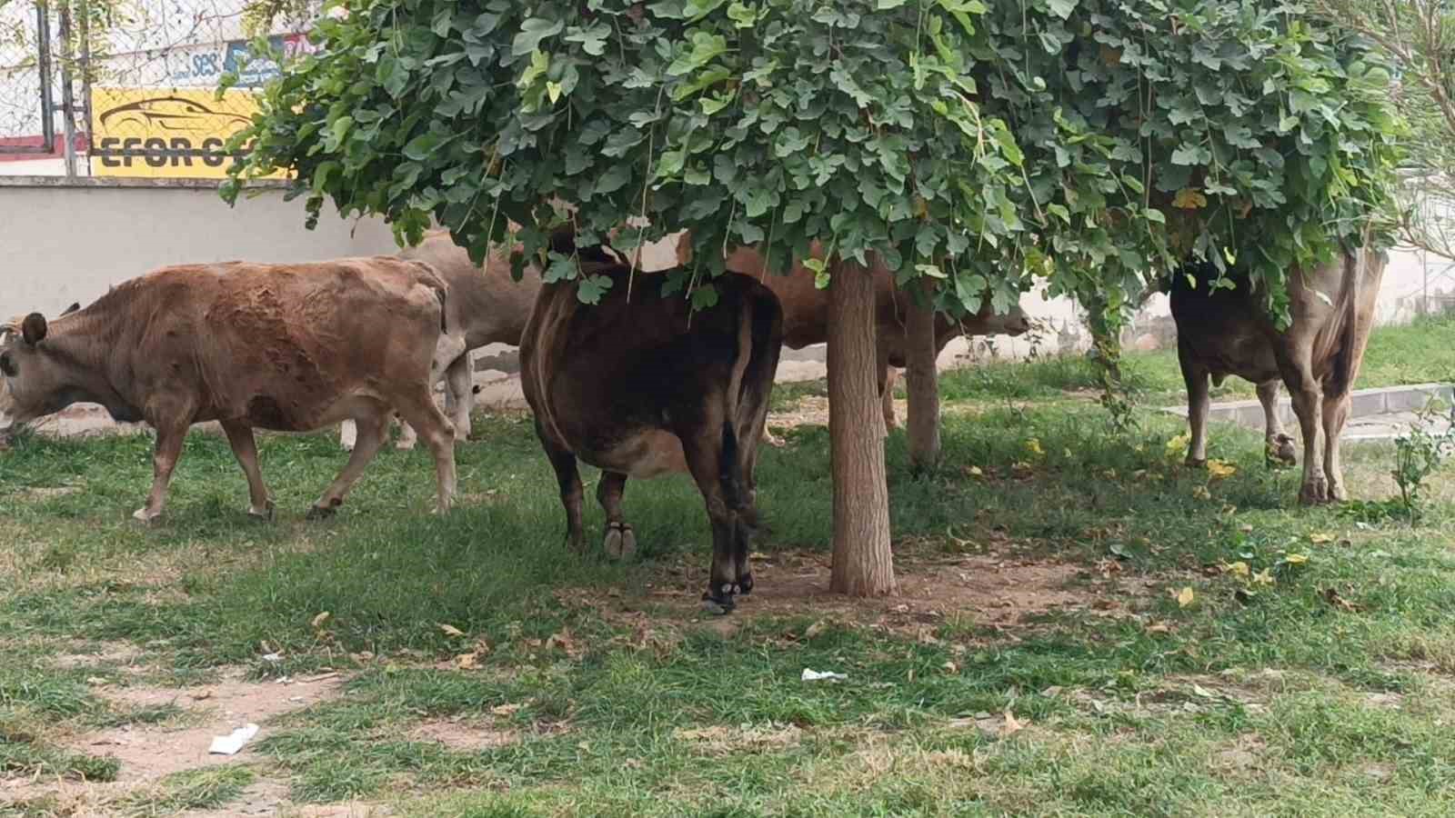 İnekler şehre indi, trafikte ilgin&ccedil; g&ouml;r&uuml;nt&uuml;ler oluştu
