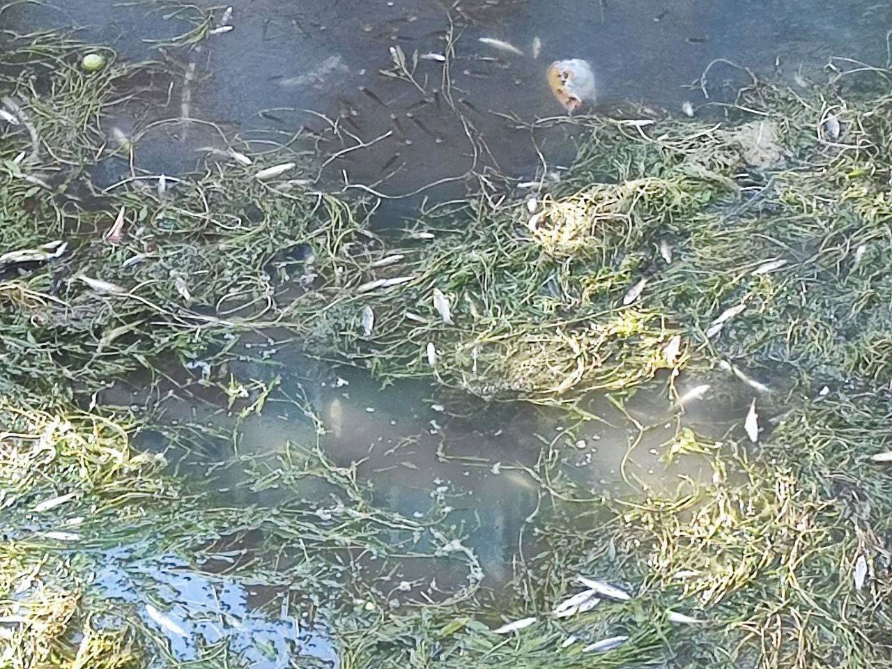 Kuraklık ve kirlilik nedeniyle sulama kanalındaki yüzlerce balık telef oldu
