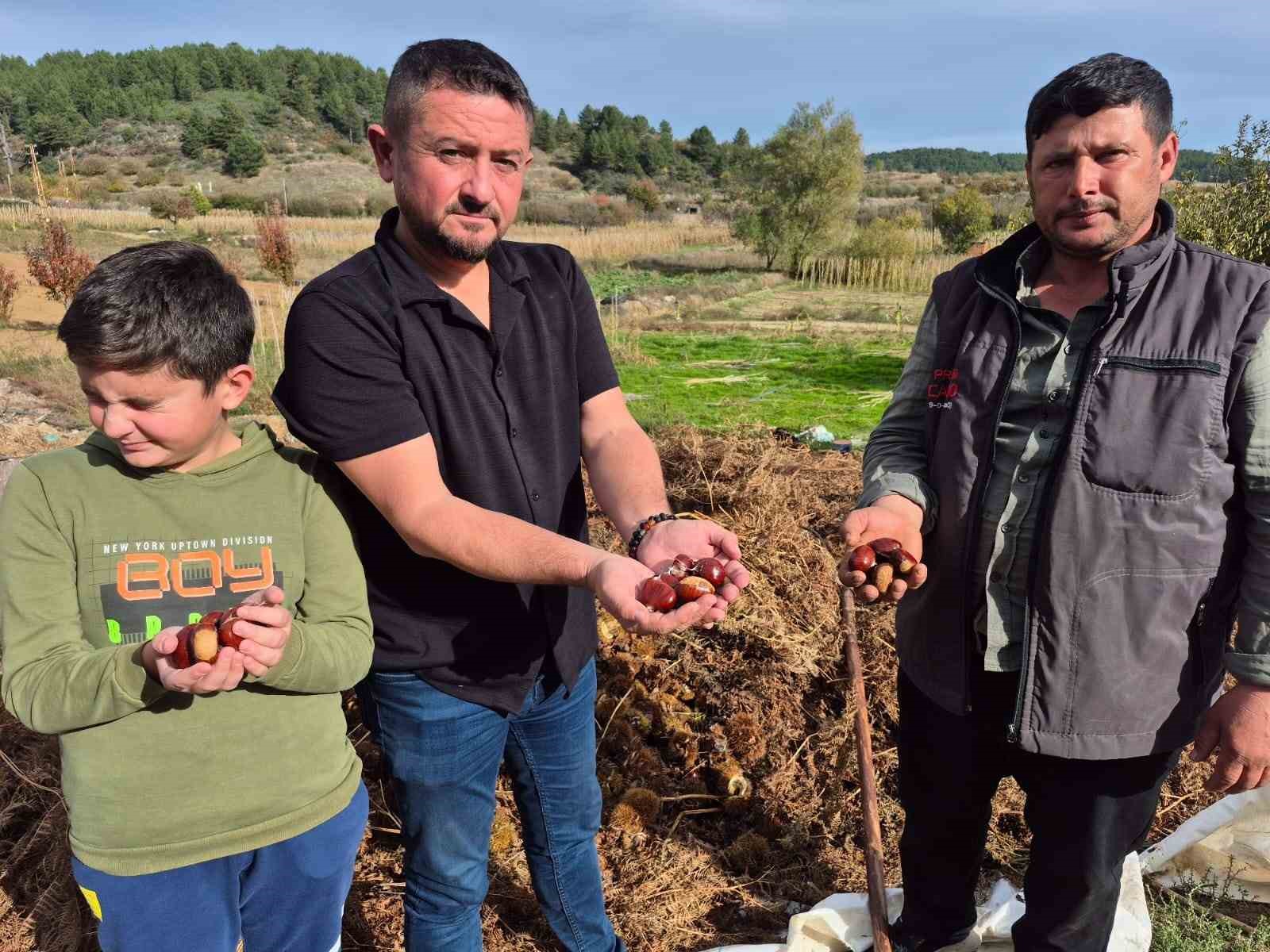 Buldan’ın tescilli kestanesinde hasat zamanı