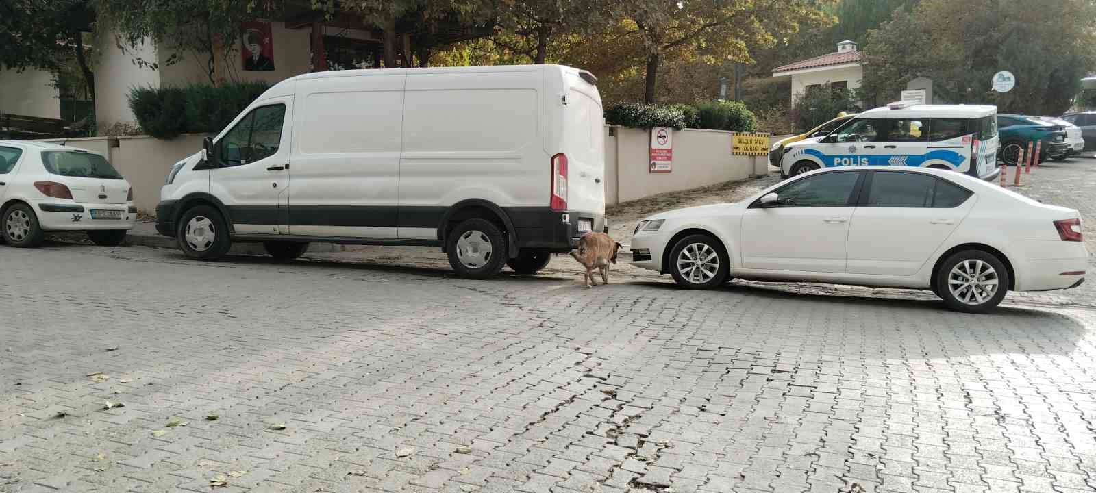 Sokak köpekleri ilçenin kabusu oldu: Otomobile 108 bin TL’lik zarar verdiler