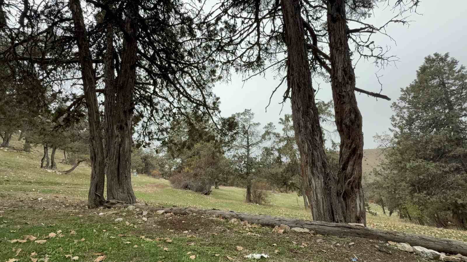 Bu ormana asırlardır balta girmiyor, kuruyup yıkılan ağaçlarda ormanda bırakılıyor
