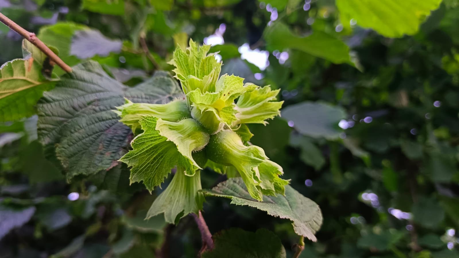 Fındık üreticilerinden Ferrero’ya "manipülasyon" tepkisi: "Amaç üreticiyi panikletip ucuza fındık almak"
