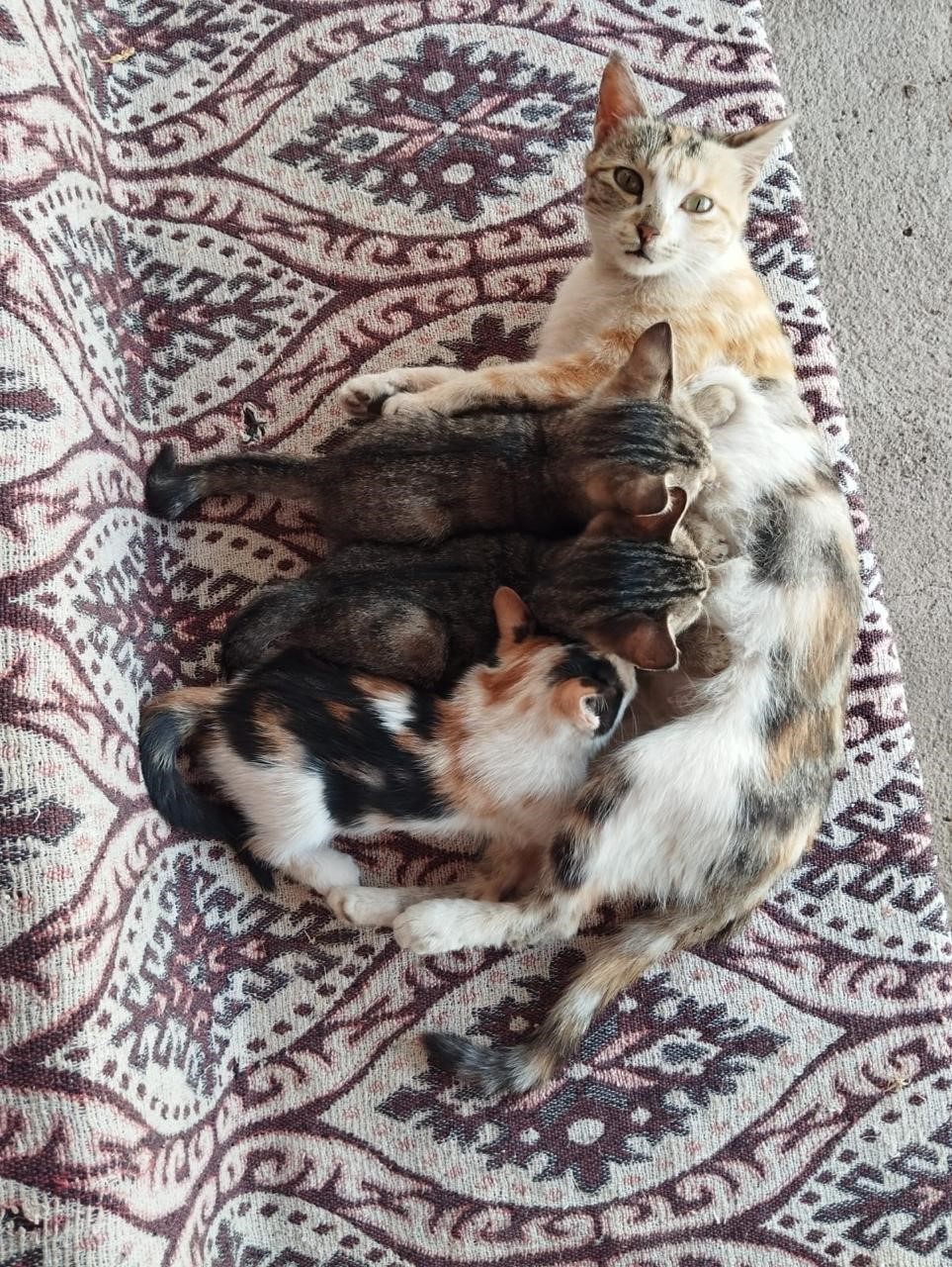 Sokak hayvanlarını elleriyle besliyor, onlara yuva oluyor
