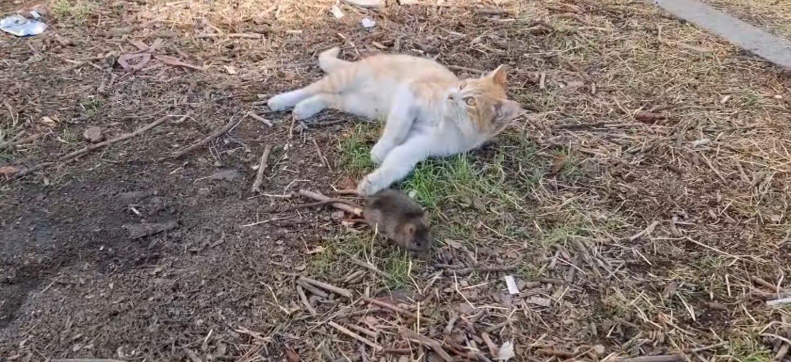 Kedi ile farenin dostluğu şaşırttı
