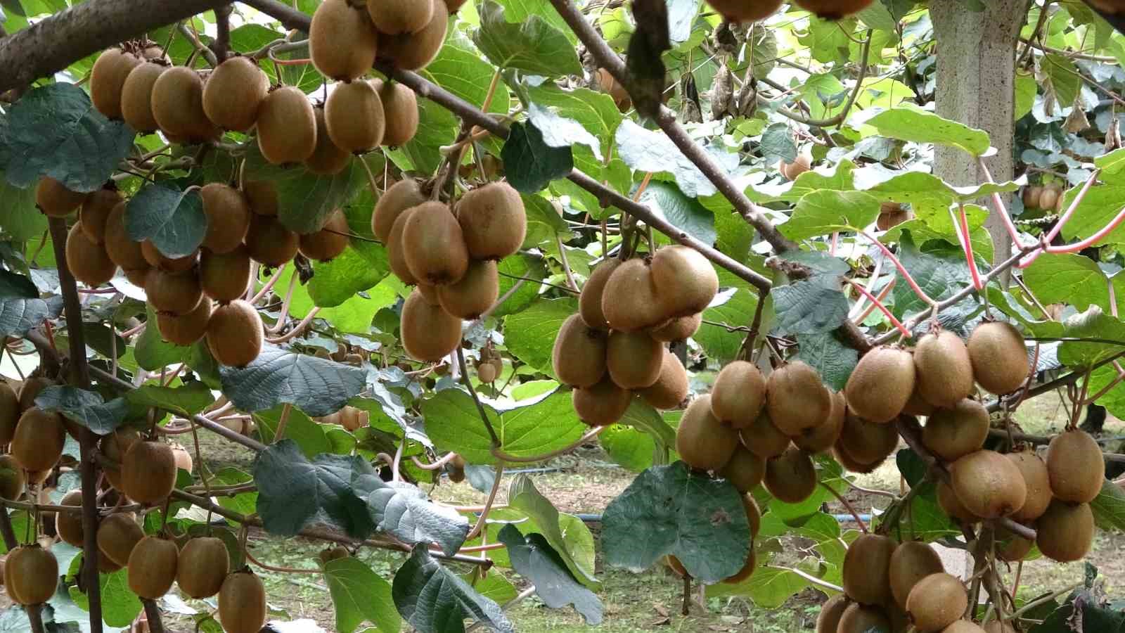 Çarşamba’da kivi hasadı başladı: Hedef Türkiye birinciliği